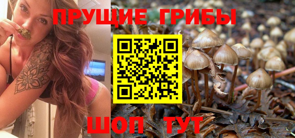 Псилоцибиновые грибы Cubensis  Галлюциногенные грибы мицелий  Людиново  Вход с VPN 